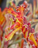 Anigozanthos humilis