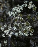 Anthriscus sylvestris Ravenswing