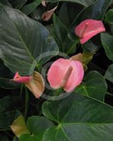 Anthurium