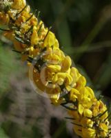 Aotus ericoides
