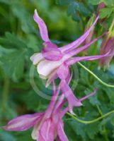 Aquilegia cultorum