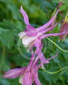 Aquilegia cultorum