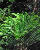 Araucaria columnaris