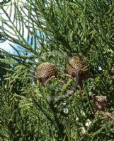 Araucaria cunninghamii