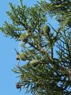 Araucaria cunninghamii