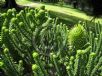 Araucaria cunninghamii