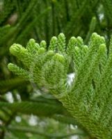 Araucaria heterophylla