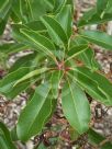 Arbutus andrachne