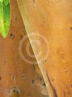 Arbutus canariensis