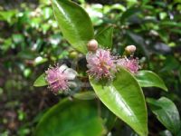 Archirhodomyrtus beckleri