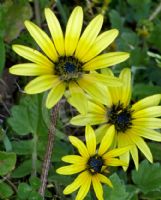 Arctotheca calendula