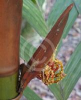 Areca vestiaria