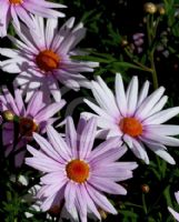 Argyranthemum frutescens