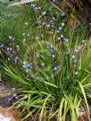 Aristea ecklonii