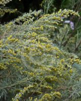 Artemisia arborescens