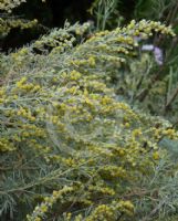 Artemisia arborescens