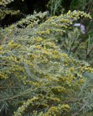 Artemisia arborescens