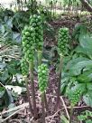 Arum italicum