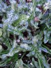 Arum italicum