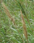 Arundo donax