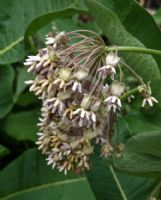 Asclepias syriaca