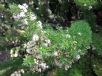 Asparagus aethiopicus Myersii