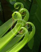 Asplenium australasicum