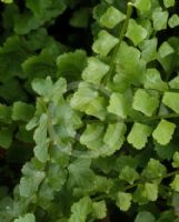 Asplenium flabellifolium