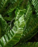 Asplenium nidus Bush Baby