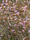 Astartea Winter Pink