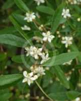 Asterolasia correifolia