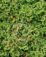 Azolla filiculoides