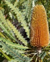 Banksia ashbyi