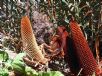 Banksia blechnifolia