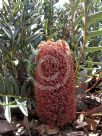 Banksia blechnifolia