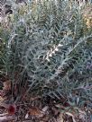 Banksia blechnifolia