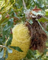 Banksia caleyi