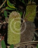 Banksia penicillata