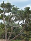 Banksia grandis