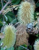 Banksia integrifolia Roller Coaster