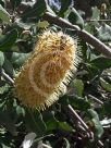 Banksia integrifolia Roller Coaster