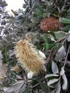 Banksia integrifolia Roller Coaster