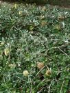 Banksia integrifolia Roller Coaster