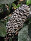 Banksia integrifolia integrifolia