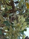 Banksia integrifolia integrifolia