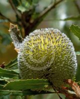 Banksia laevigata