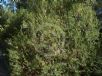 Banksia marginata