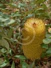 Banksia media