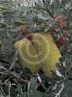 Banksia media