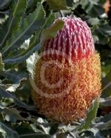 Banksia menziesii